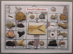 fossilcollection22a.jpg