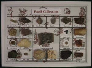 fossilcollection5a.jpg