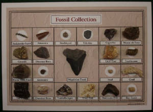 fossilcollection6a.jpg
